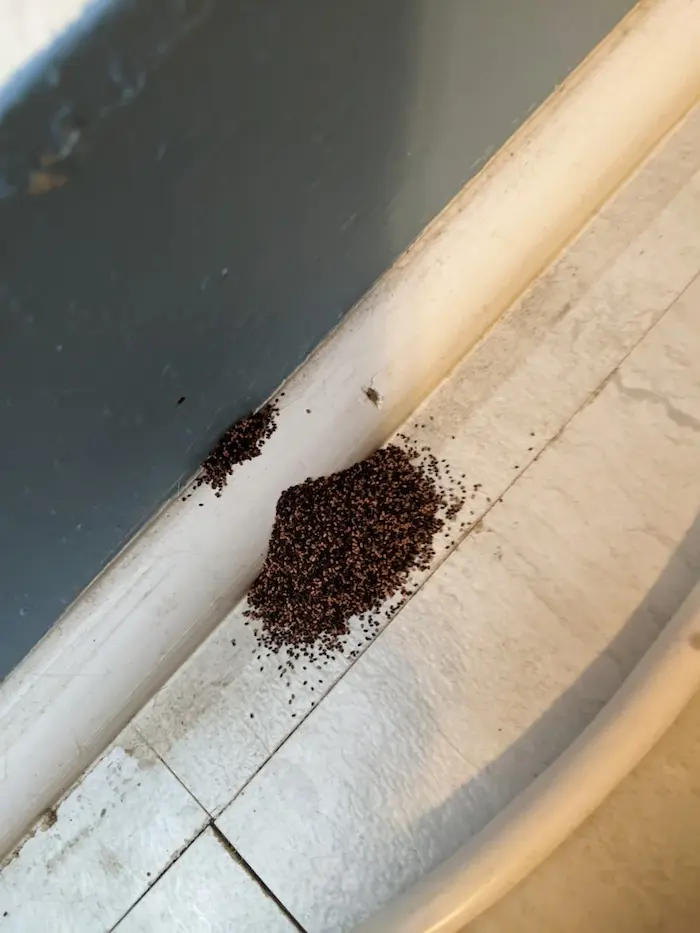 Anyone know what this pile of dust is or where it came from v0 w46fbgnecyza1 (1)