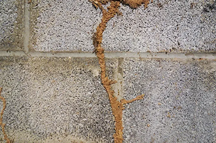 Termite tube on cement Ma pest control logo Best Pest Control Services in Kolkata | Kasba | Rodent | Termites | pest control service near you
