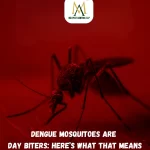 Dengu mosquito