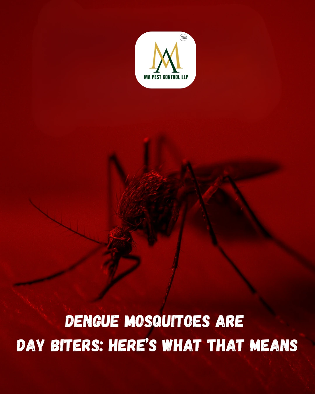 Dengu mosquito
