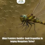When predators backfire could dragonflies be helping mosquitoes thrive