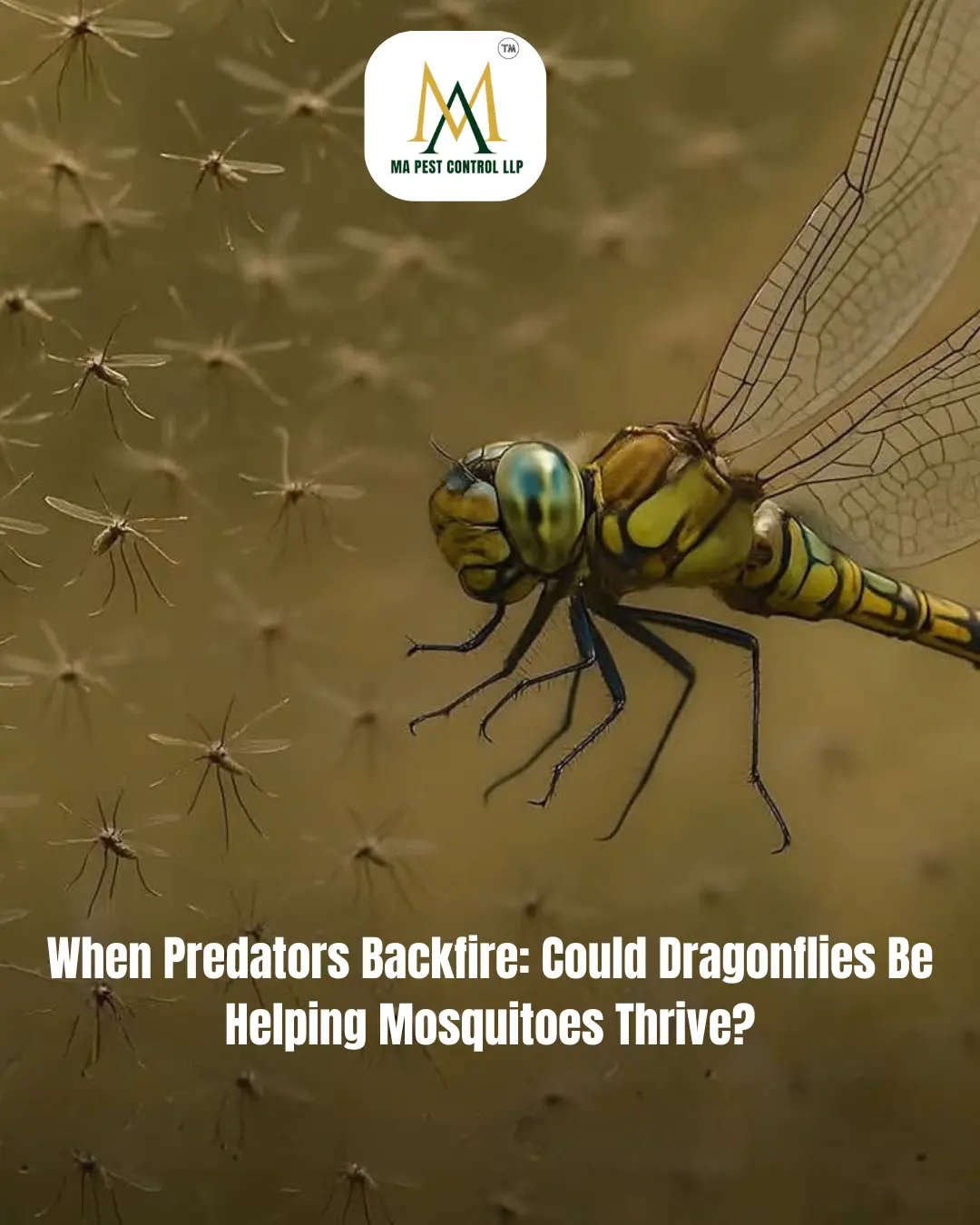 When predators backfire could dragonflies be helping mosquitoes thrive