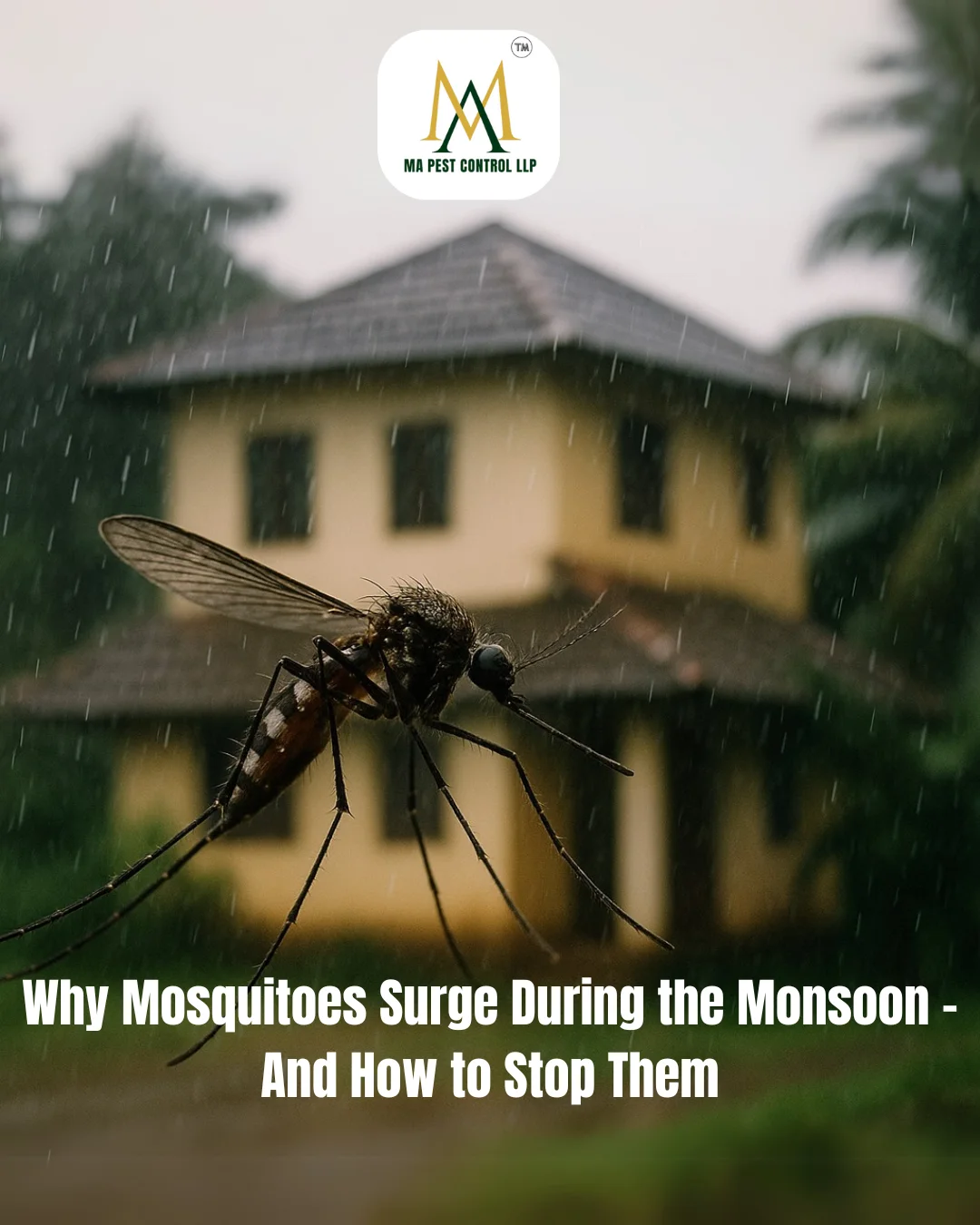 Why Mosquitoes Surge During the Monsoon – And How to Stop Them