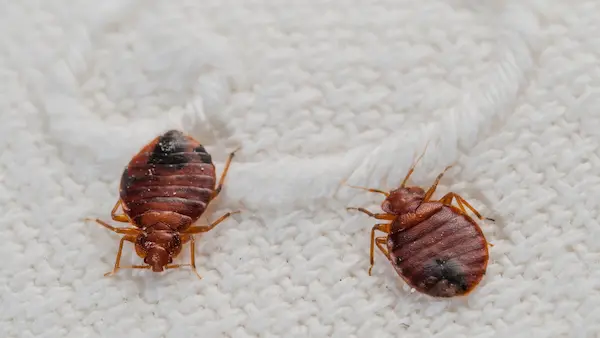 MA Pest Control LLP | Pest Control service in kolkata | pest control in ranchi | pest control in assam | pest control in jaigaon | pest control in coochbehar | pest control in kasba