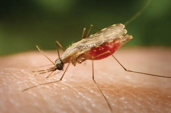 Ma Pest Control LLP | Pest control service in kolkata | pest control service in jaigaon | pest control in kolkata | pest control in ranchi | pest control in jaigaon | pest contro in coochbehar | pest control in assam