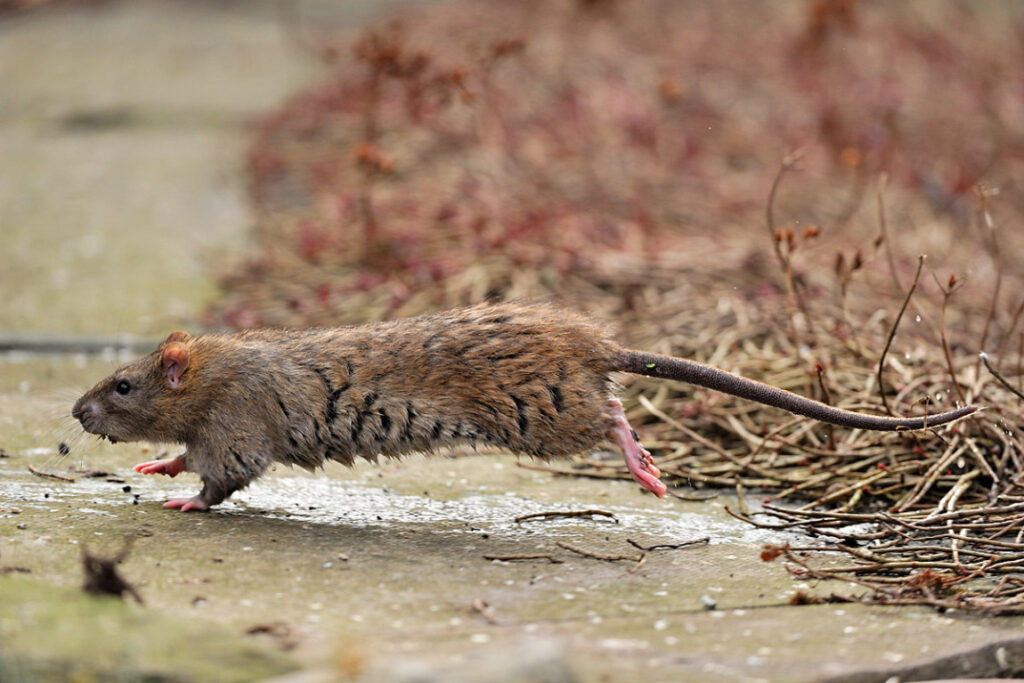 brownrat5568LCampbell-e1403886708434 Brownrat5568lcampbell e1403886708434
