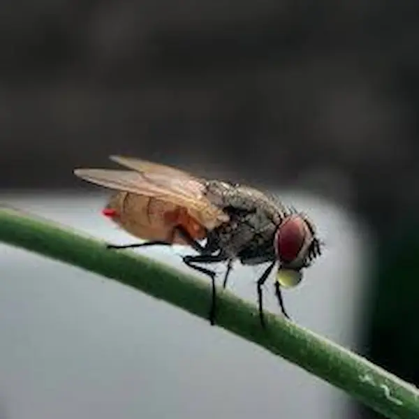 MA Pest Control LLP | Pest Control service in kolkata | pest control in ranchi | pest control in assam | pest control in jaigaon | pest control in coochbehar | pest control in kasba