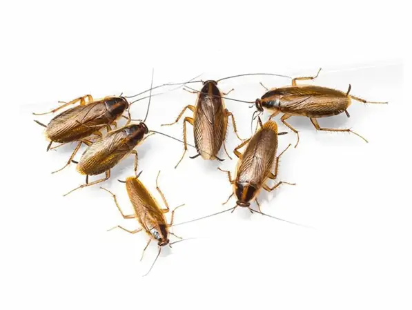 MA Pest Control LLP | Pest Control service in kolkata | pest control in ranchi | pest control in assam | pest control in jaigaon | pest control in coochbehar | pest control in kasba MA Pest Control LLP | Pest Control service in kolkata | pest control in ranchi | pest control in assam | pest control in jaigaon | pest control in coochbehar | pest control in kasba