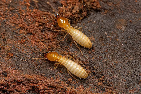 MA Pest Control LLP | Pest Control service in kolkata | pest control in ranchi | pest control in assam | pest control in jaigaon | pest control in coochbehar | pest control in kasba