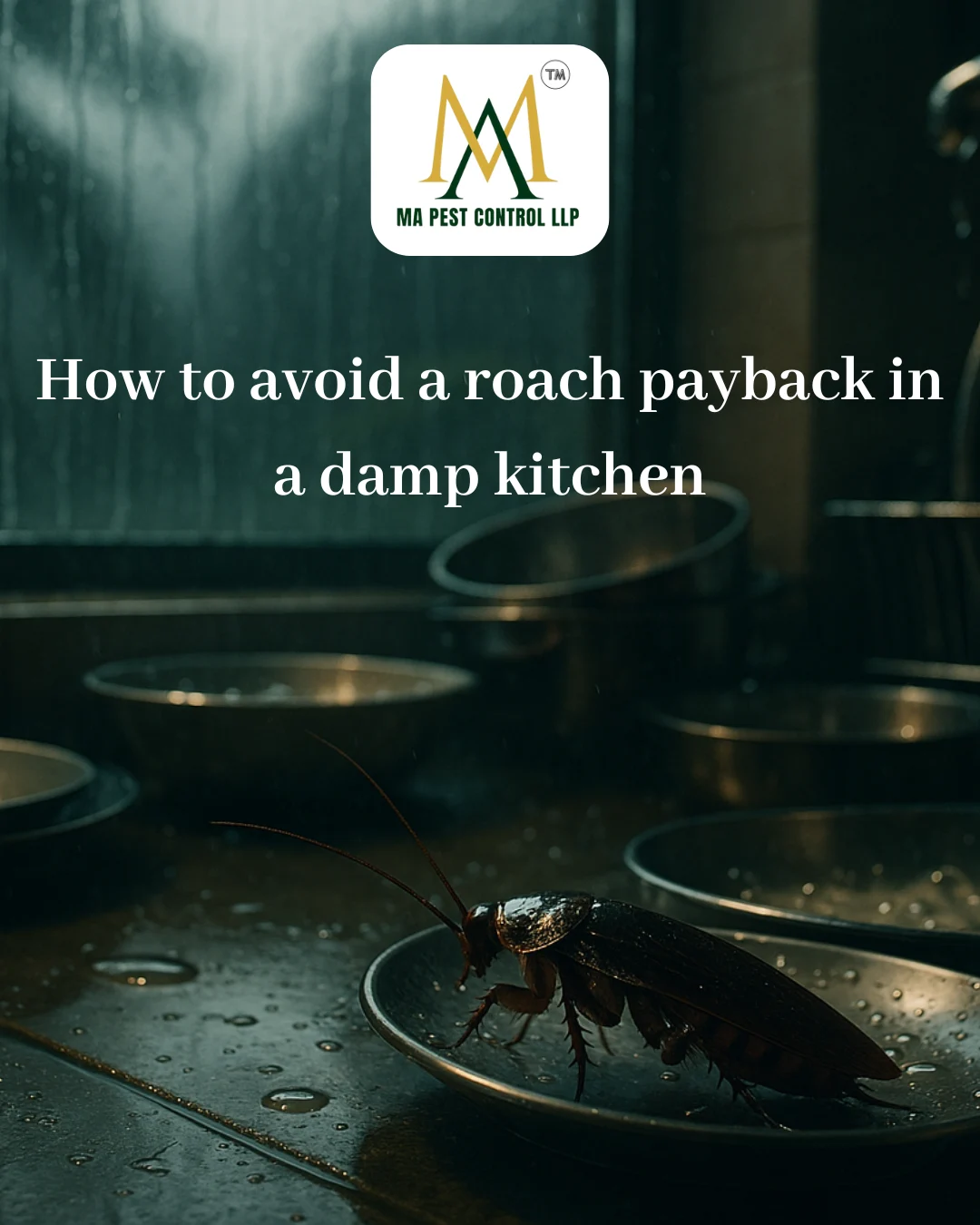Cockroach Revenge: How to avoid a Cockroach payback in a damp kitchen