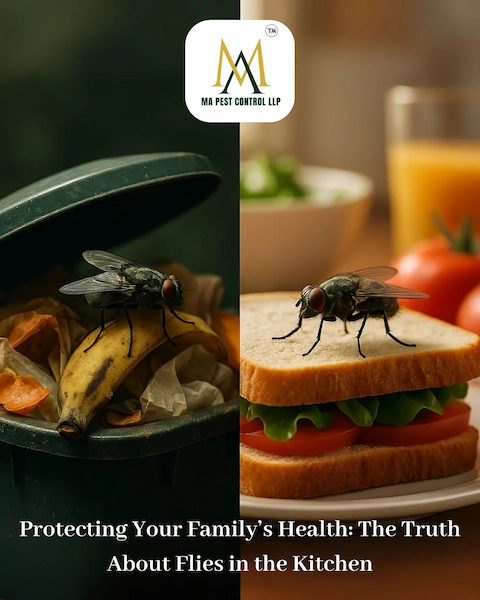 Protecting Your Family’s Health: The Truth About Flies in the Kitchen