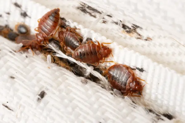 How to Get Rid of Bed Bugs