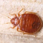 What does bed bug look like 1024x768 Mapcl kitchen image 3 opt Best Pest Control Services in Kolkata | Kasba | Rodent | Termites | pest control service near you