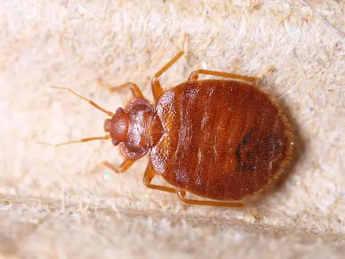 Why Kolkata Hostels Fail Bed Bug Control (And How MA Pest Control LLP Student Special Works)