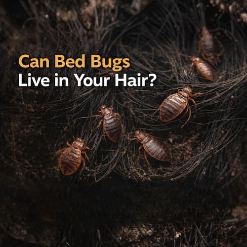 Can Bed Bugs Live in Your Hair?