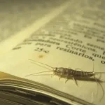 Lepisma Saccharina Silverfish Pest control in kolkata,pest control in siliguri , pest control in jaigaon , pest control in coochnehar