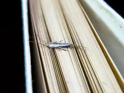 What to Know About the House Centipede Pest control in kolkata,pest control in siliguri , pest control in jaigaon , pest control in coochnehar