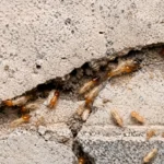 Termite pest control service ma pest control llp