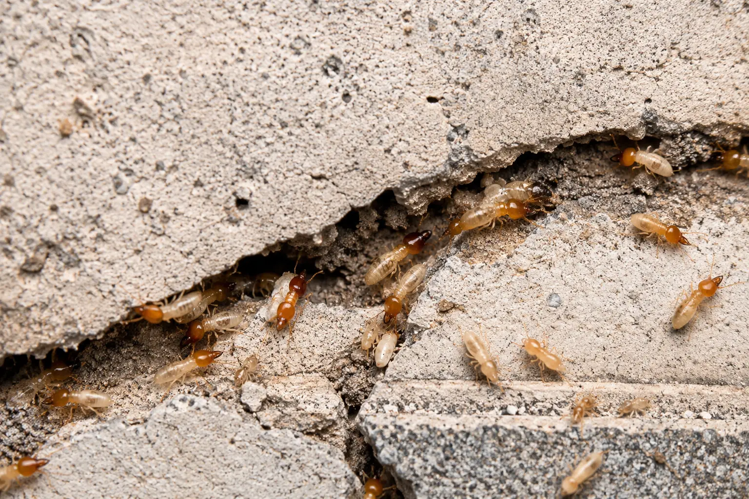 Can Termites Destroy Concrete Buildings?