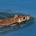 Genreal pest managemnt solution MA Pest Control LLP