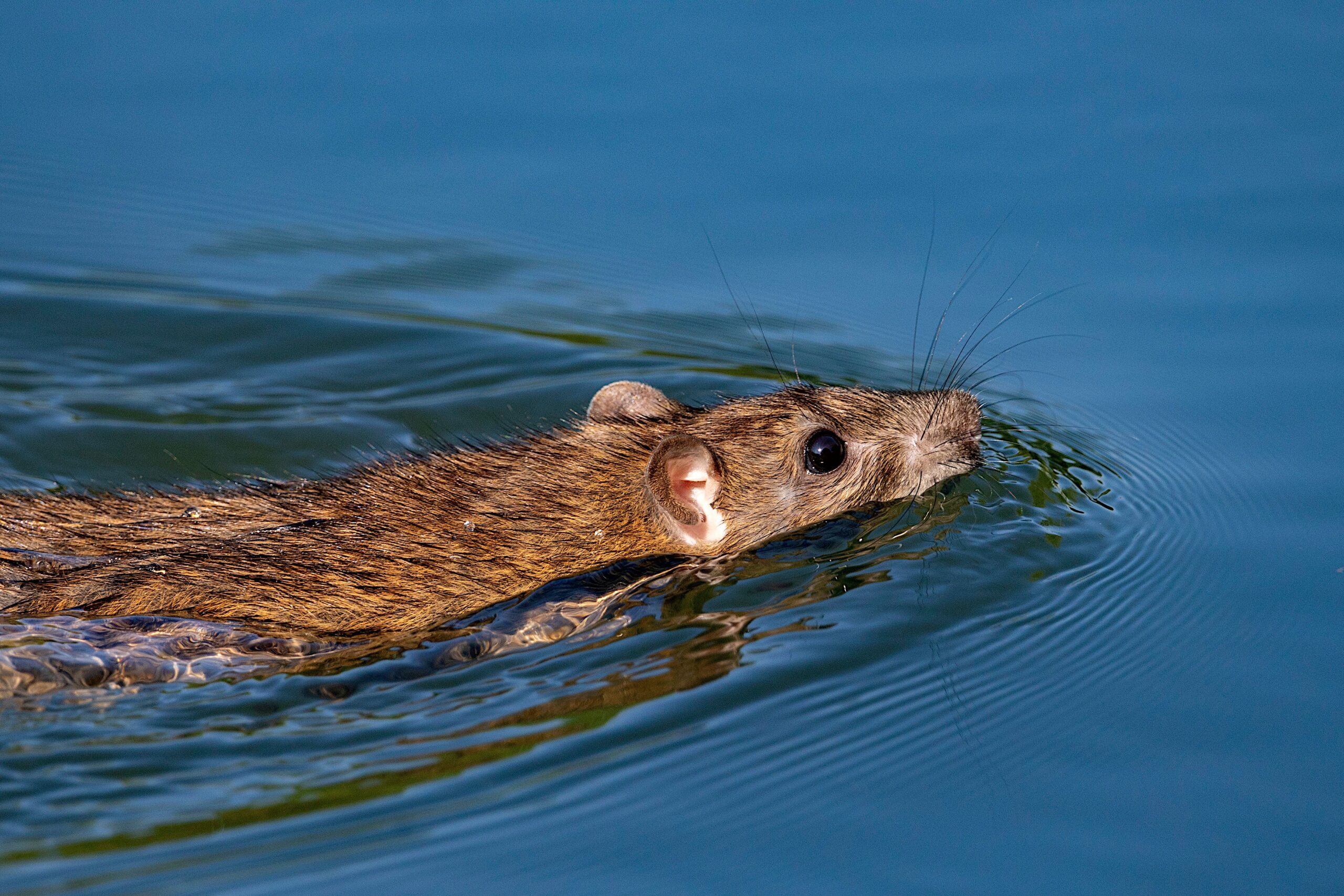 When the rains rise, rats move in