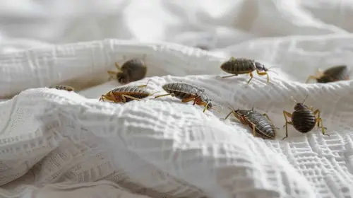 Bed bugs don’t askbefore they move in
