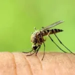 Ma pest control llp mosquito pest control service , pest control service in kolkata