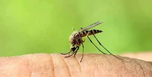 Your home has no standing water mosquitoes are breeding anyway