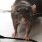 Prevent rats from chewing wires , ma pest control llp , pest control service in kolkata