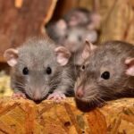 rat pest control service