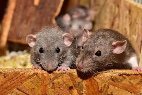 Rats keep coming back?Check these entry points first